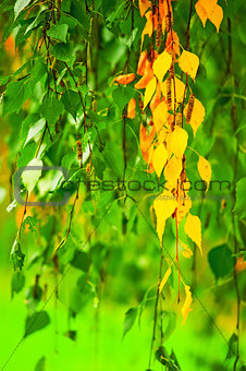 Yellowing birch leaves on a background of green leaves