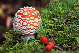 Fly-agaric in forest with little green mushrooms and red berry