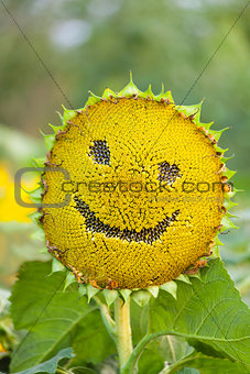 Sunflower with smiley face on natural green background