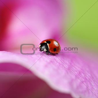 Ladybug on a colorful flower
