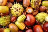 Acorns, conkers, horse chestnut cases and beechnuts