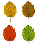 collection of tree leaves isolated on white background