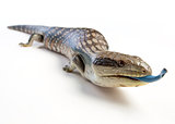 blue tongued lizard