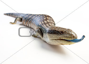 blue tongued lizard