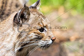 Bobcat Portrait Closeup