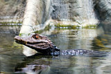 Alligator Young Swimming