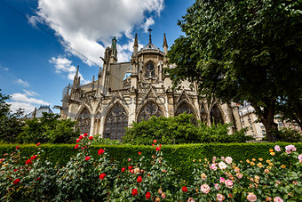 Notre Dame de Paris Cathedral with Red and White Roses in Foregr