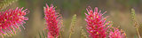 Australian wildflower grevillea banner panorama