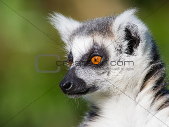 Close-up of a ring-tailed lemur