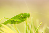 Grasshopper is a list of the grass