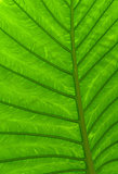 Green leaf texture 