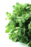 thyme herb 