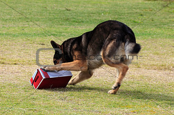 Working dog sniffing out drugs or explosives