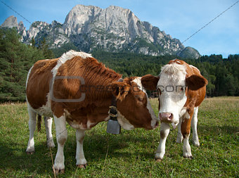 Two young Simmentaler dairy cows