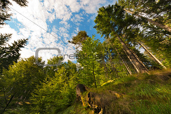 Beech and Pines from bottom view