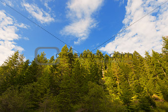 Firs and Pines from bottom view
