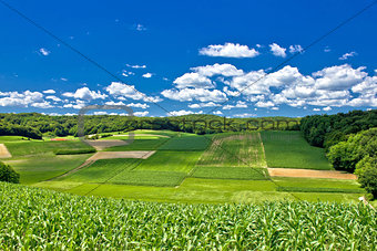 Beautiful green agricultural landscape in Croatia
