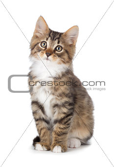 Cute tabby kitten on a white background.