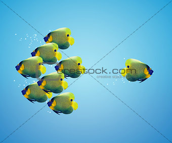 angelfish in difference way