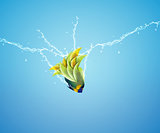 Angelfish jumping
