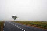 Tree and road in fog in Autumn