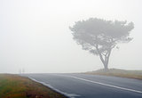 Tree and road with silhouettes in fog in Autumn