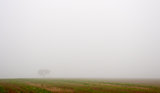 Tree and field in fog in Autumn
