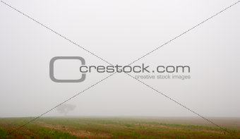 Tree and field in fog in Autumn