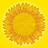 Sunflower on yellow background