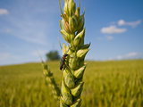 Wheat and an insect close-up