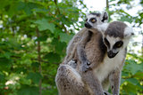Family of ring-tailed lemurs 