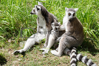 Family of ring-tailed lemurs 