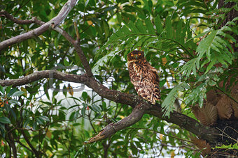 Brown Fish Owl sitting on a tree branch