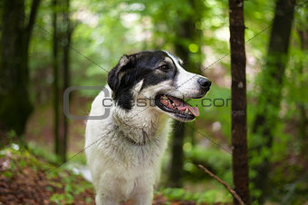 Black and white dog in the forest