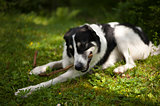 Dog in the forest chewing on a stick