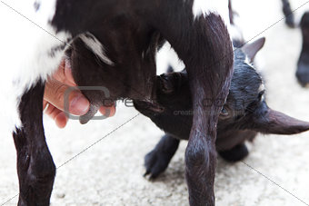 hand and a baby goat on the breast of the mother goat 