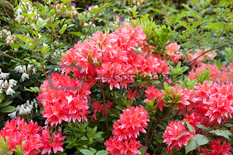 bright red flowers