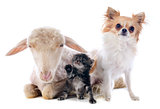 young lamb, kitten and chihuahua