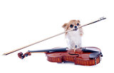 violin and chihuahua