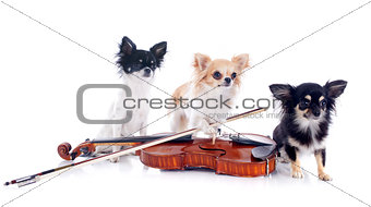 violin and chihuahuas