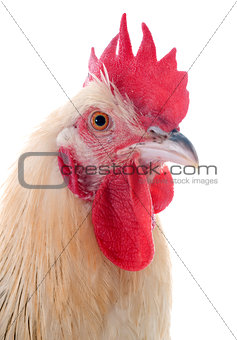sussex rooster