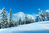 Winter mountain fir forest landscape