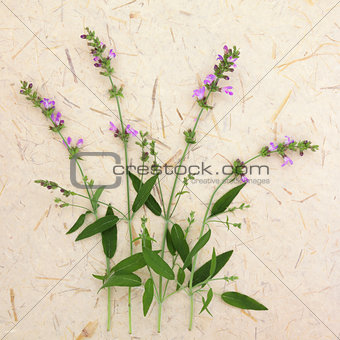Sage Herb Flowers