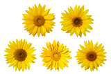 Isolated sunflowers on the white background. 
