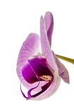 Orchid flower side view