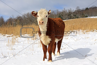 Young Hereford