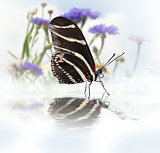 Butterfly With Reflection