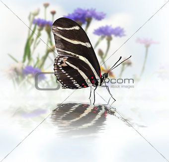 Butterfly With Reflection