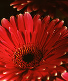 Beauty gerbera flower. Scanned film source from 4x5 view camera