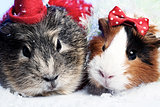 Funny Animals. Guinea pig Christmas portrait